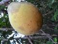 Willughbeia elmerii